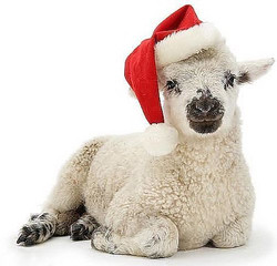 Новогодняя овечка в колпаке