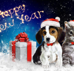 Красивые новогодние картинки  год собаки