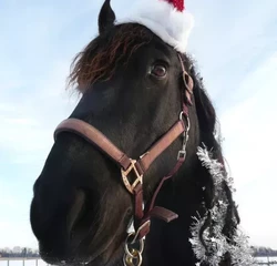 Новогодняя прикольная лошадь