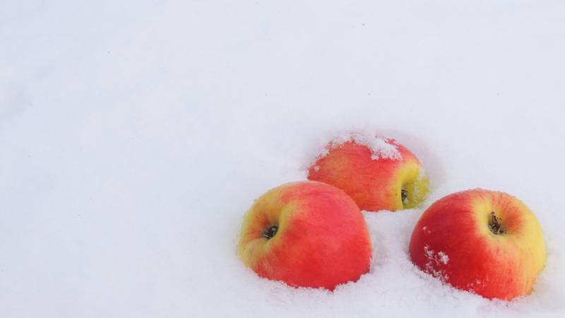 Яблоки на снегу Зима