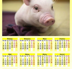 Календарь с поросенком 2019