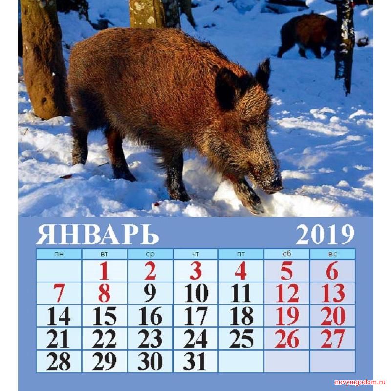 Календарь на январь 2019 год Кабана Новогодний календарь