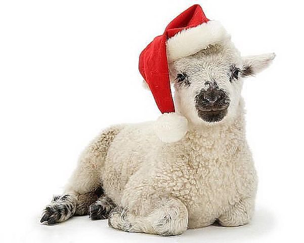 Новогодняя овечка в колпаке Картинки с символом