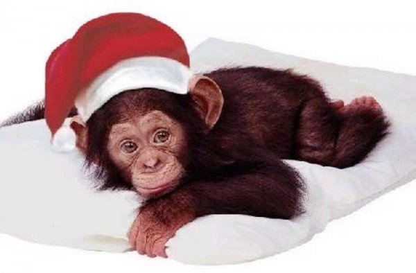 обезьяны 2016 фото Картинки с символом
