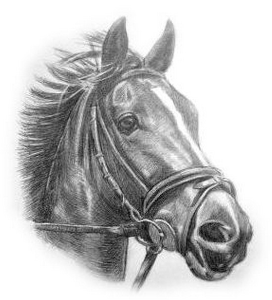 Рисунок лошади карандашом Картинки с символом