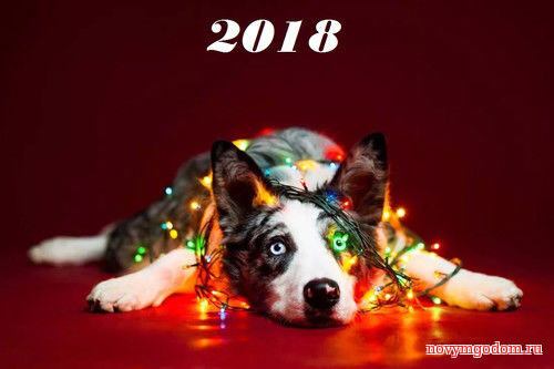 Открытка с новым годом собаки С годом собаки