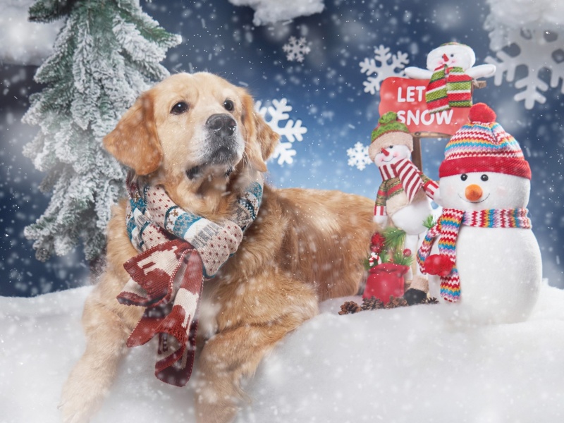Красивые новогодние картинки год собаки С годом собаки